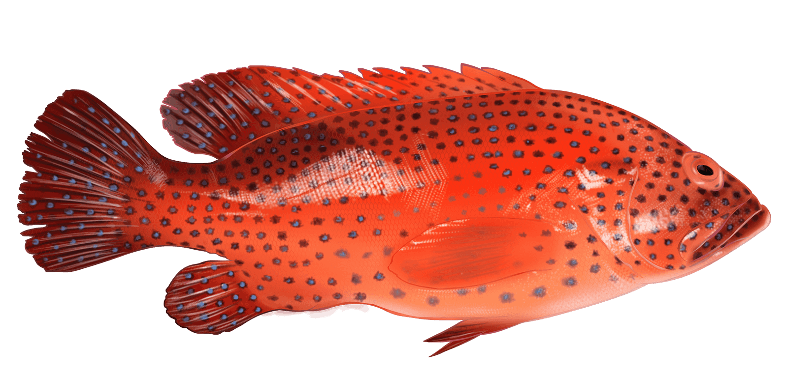 tigaadfisheries.com